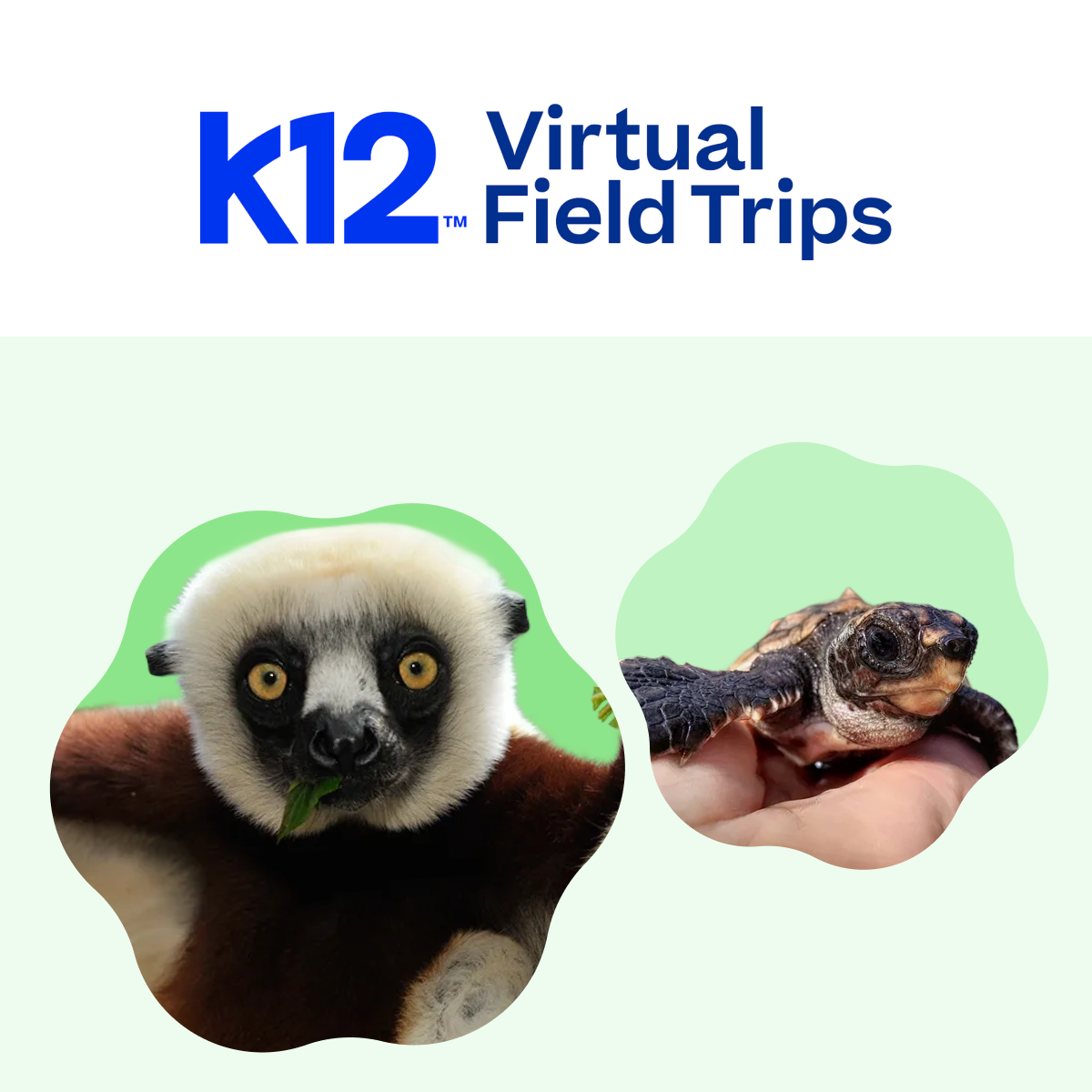 K12 Virtual Field Trips logo with images of a lemur and a turtle on a light green background